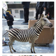 Illustration for article titled That Loose Zebra In New York Is Fake Because Everything On The Internet Is Fake